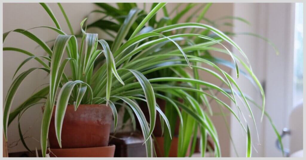 Best Plants For Bedroom Oxygen