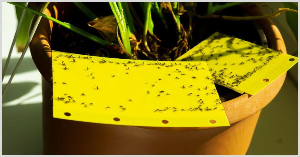 Getting Rid of Gnats on Plants