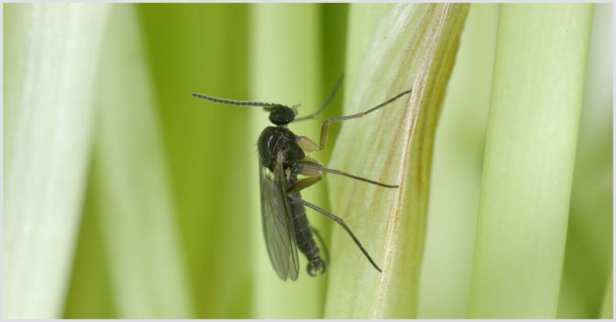How To Get Rid of Gnats On Plants