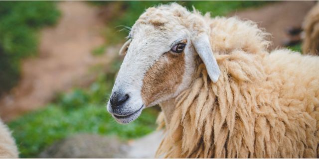 Sheep wool
